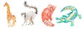 Set of illustrations with crocodile,giraffe,lemur,red panda drawn with wax crayons.Clip art with animals on white isolated backgro Royalty Free Stock Photo