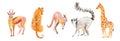 Set of illustrations with leopard,giraffe,lemur,kangaroo drawn with wax crayons.Clip art with animals on white isolated background Royalty Free Stock Photo