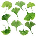 Watercolor set of green leaves of ginkgo biloba. Individual elements isolated