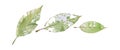 Watercolor set of green leaves, isolated on a white Royalty Free Stock Photo