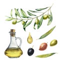 Watercolor set with green olive branch and bottle. Hand painted illustration with olive berries, olive oil and tree