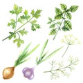 Watercolor set of greenery: onion, garlic, parsley, dill, basil isolated on a white background.