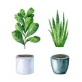 Watercolor set with home plants and pots and ficus and sansevieria. Royalty Free Stock Photo