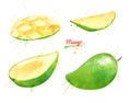 Watercolor set of illustrations of green Mango fruit