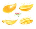 Watercolor set of illustrations of yellow Mango fruit