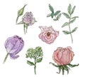 Watercolor set with individual illustration elements of pastelpink flowers lisianthus and green leaves and buds drawn by Royalty Free Stock Photo