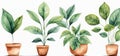 Watercolor set with indoor plants in pots on a white background.