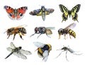 Watercolor Set Of Insect Animals Wasp, Moth, Mosquito, Machaon, Fly, Dragonfly, Bumblebee, Bee, Butterfly Isolated