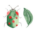Watercolor set of insects, ladybugs, bedbugs, beetles with leaves on a white background. Royalty Free Stock Photo