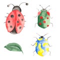 Watercolor set of insects, ladybugs, bedbugs, beetles with leaves on a white background. Royalty Free Stock Photo