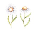 Watercolor set of isolated daisies on a white background Royalty Free Stock Photo