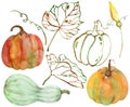 Watercolor set of isolated orange, green and red pumpkins. Thanksgiving collection of pumpkin harvest. Autumn set.