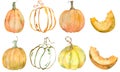 Watercolor set of isolated orange pumpkins. Thanksgiving collection of pumpkin harvest. Autumn set.