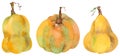 Watercolor set of isolated orange pumpkins. Thanksgiving collection of pumpkin harvest. Autumn set.