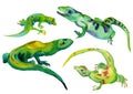 Watercolor set of isolated tropical lizards green color Royalty Free Stock Photo