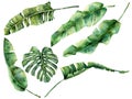 Watercolor set with juicy tropical tree leaves. Hand painted monstera, banana and palm greenery exotic branch on white