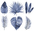 Watercolor set of leaves. Navy Blue tropical foliage. Watercolour illustration isolated on white.