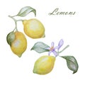 Watercolor set of lemons and blossom branches