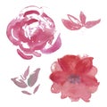 Watercolor set of light pink and lilac garden flowers: rose. anemona