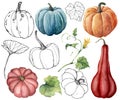 Watercolor set with linear gourds and leaves. Hand painted red, blue, orange and stripe pumpkins isolated on white Royalty Free Stock Photo