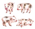 Watercolor Set of Micro Pigs