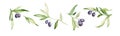 Watercolor set of oliva branch with olives isolated