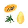 watercolor set with papay apapaya piece, papaya leaves Royalty Free Stock Photo