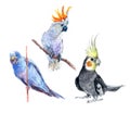 Watercolor set of parrots bird animal illustration isolated on white background Royalty Free Stock Photo