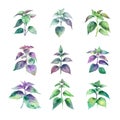 Watercolor set of Patchouli leaves. Hand drawn illustration.