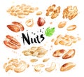 Watercolor set of peeled nuts