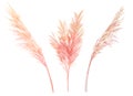 Watercolor set with pink branches. Abstract collection with dried pampas grass and palm leaves. Interior decoration in