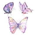 Watercolor set of pink butterflies, isolated on white background.