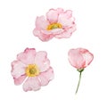 Watercolor set pink delicate rosehip flower