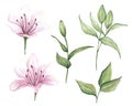 Watercolor set of pink flowers, hand drawn illustration of flowers isolated on white background. Royalty Free Stock Photo