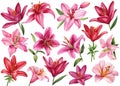 Watercolor set pink lilies. Delicate lili flowers on a white background. Flora for wedding invitations, greeting cards