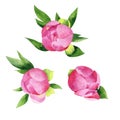 Watercolor set of pink peonys flowers. Royalty Free Stock Photo