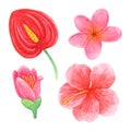 Watercolor set of pink and red tropical flowers Royalty Free Stock Photo
