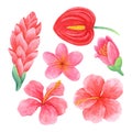 Watercolor set of pink and red tropical flowers Royalty Free Stock Photo