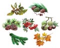 Watercolor set of plant acorn, chestnut, maple leaf, Rowan, cedar, cones, tree needles isolated