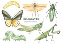 Watercolor set with praying mantis, green grasshopper, grasshopper with wings, green butterfly, caterpillars