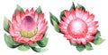 Watercolor set of protea. Hand drawn illustration. Isolated on white background Royalty Free Stock Photo