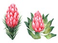 Watercolor set of protea. Hand drawn illustration. Isolated on white background Royalty Free Stock Photo