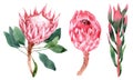 Watercolor set of protea. Hand drawn illustration. Isolated on white background Royalty Free Stock Photo