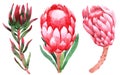 Watercolor set of protea. Hand drawn illustration. Isolated on white background Royalty Free Stock Photo