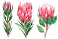 Watercolor set of protea. Hand drawn illustration. Isolated on white background Royalty Free Stock Photo