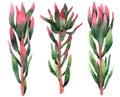 Watercolor set of protea. Hand drawn illustration. Isolated on white background Royalty Free Stock Photo