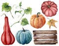 Watercolor set with pumpkins, wood box. Hand painted red, blue and orange pumpkins with leaves and branches isolated on