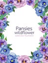 Watercolor set of purple blue  pink pansy flowers, botanical illustration, leaves and buds for border, frame, invitation card Royalty Free Stock Photo