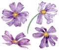 Watercolor set of purple summer flowers. Hand-drawn floral clipart isolated on the white background