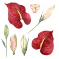 Watercolor set of red anthurium and pink lily buds on a white ba Royalty Free Stock Photo